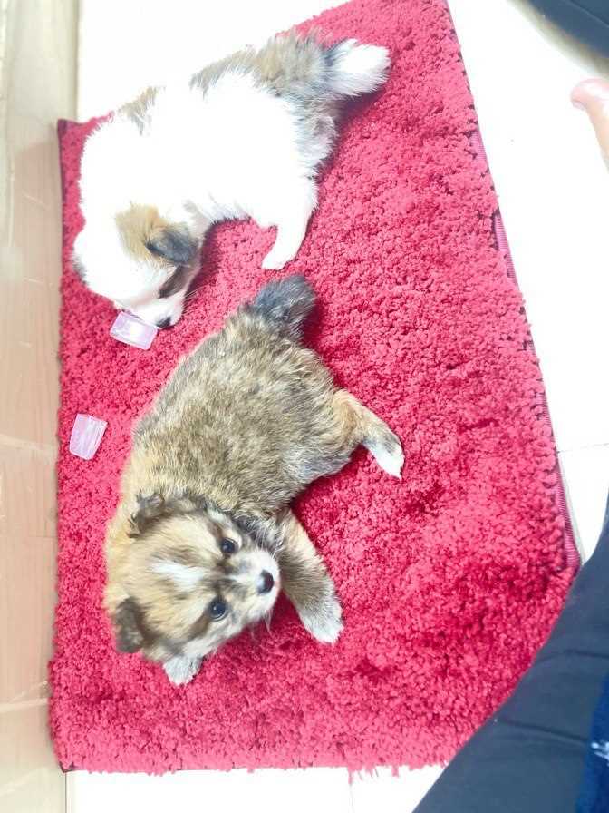 Pomeranian For Sale In Hyderabad