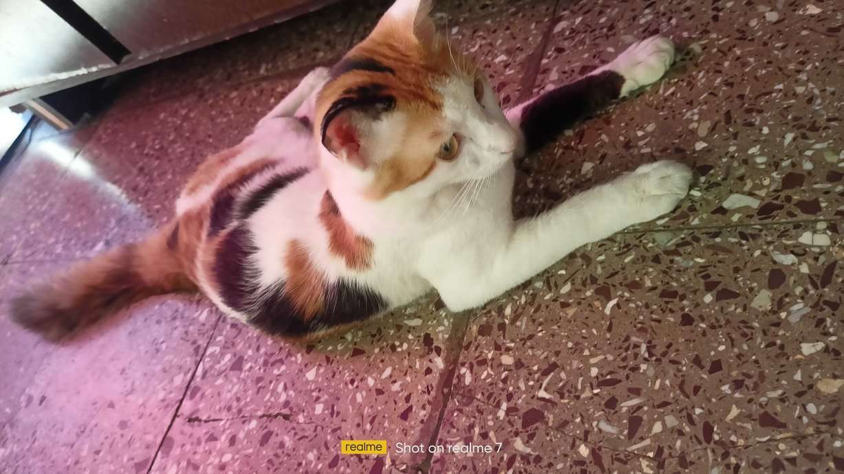Calico Dogs For Mating In Pune