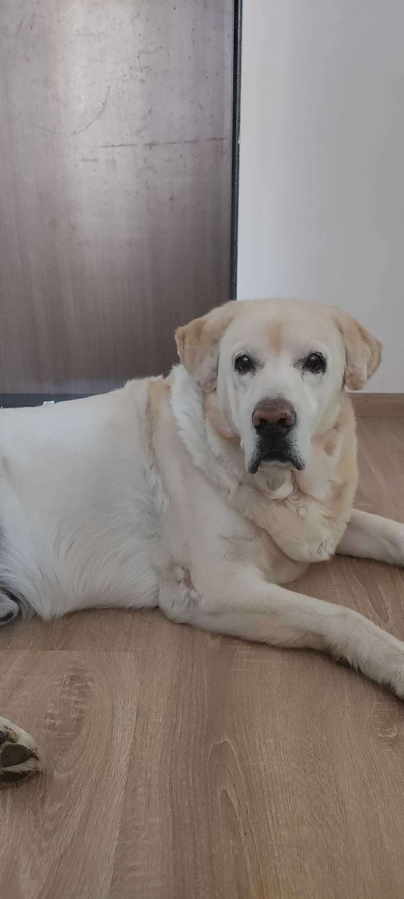 Labrador Retriever Dogs For Mating In Mumbai