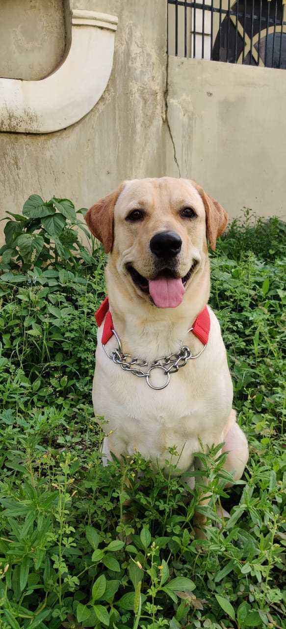 Labrador Retriever Dogs For Mating In Erode