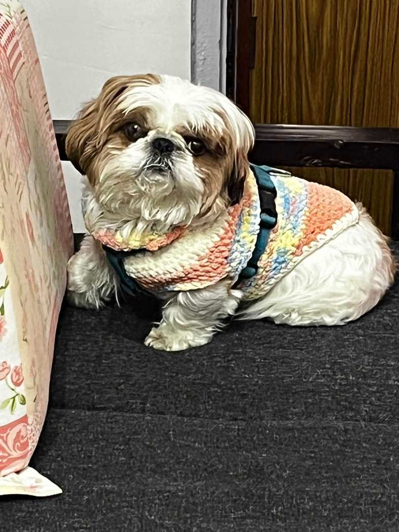 Shih Tzu Dogs For Mating In Srinagar JK