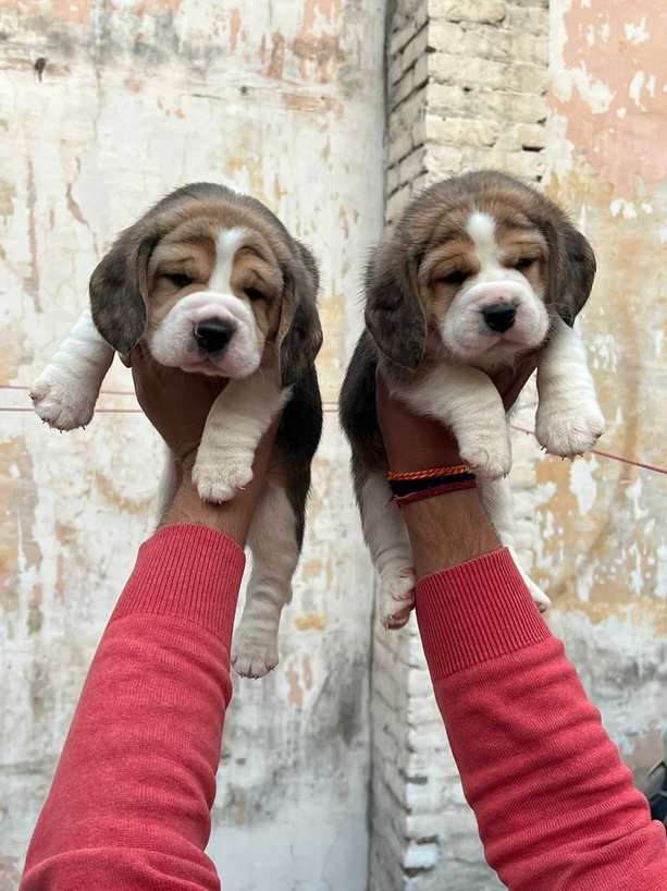 Beagle For Sale In Ambala