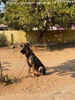 German Shepherd Dogs For Mating In Tirupper