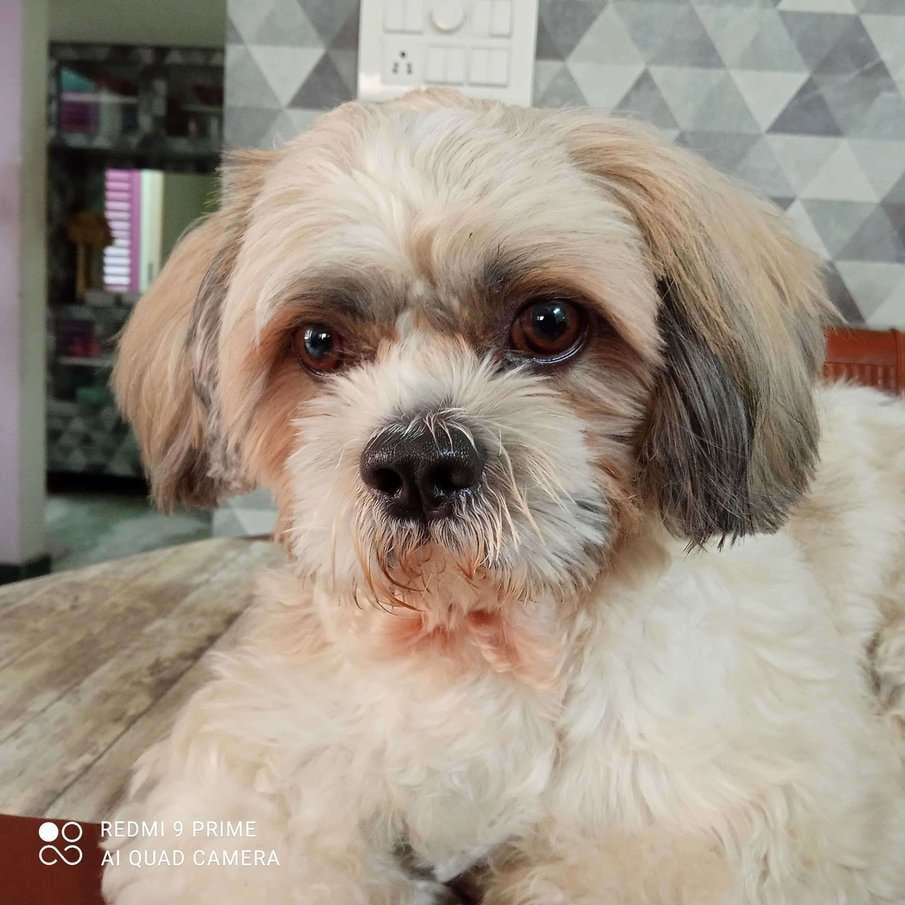 Shih Tzu Dogs For Mating In Chennai