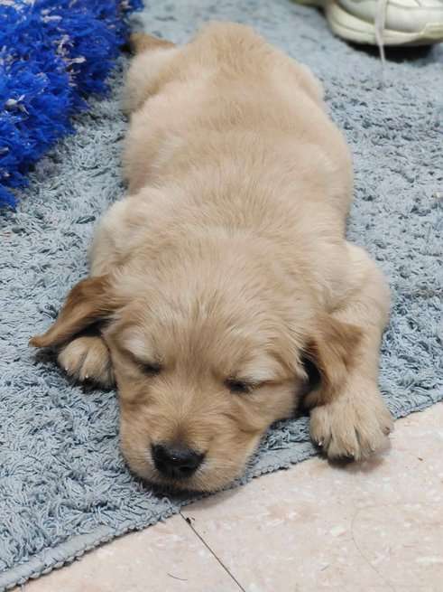 Golden Retriever For Sale In Hardoi