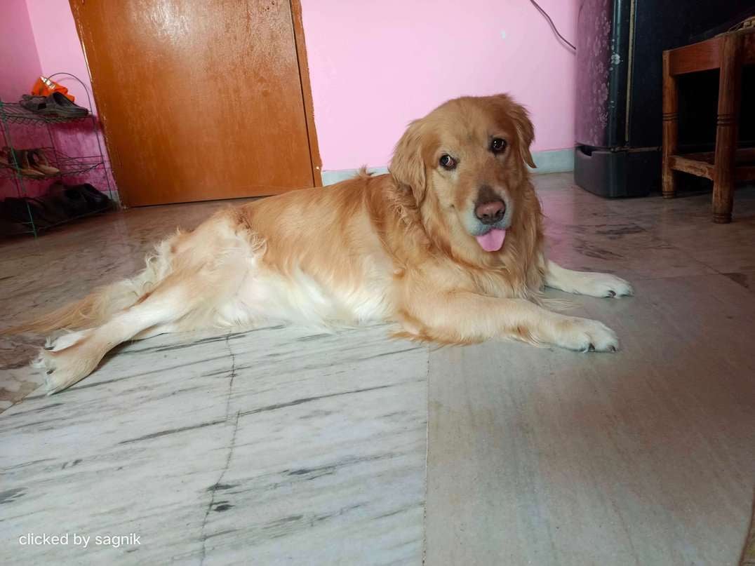 Golden Retriever Dogs For Mating In Kolkata