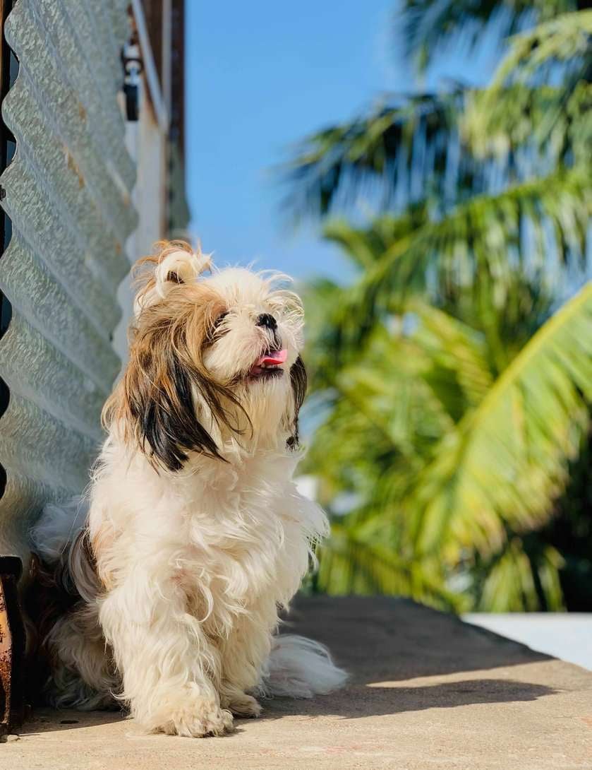 Shih Tzu Dogs For Mating In Chennai