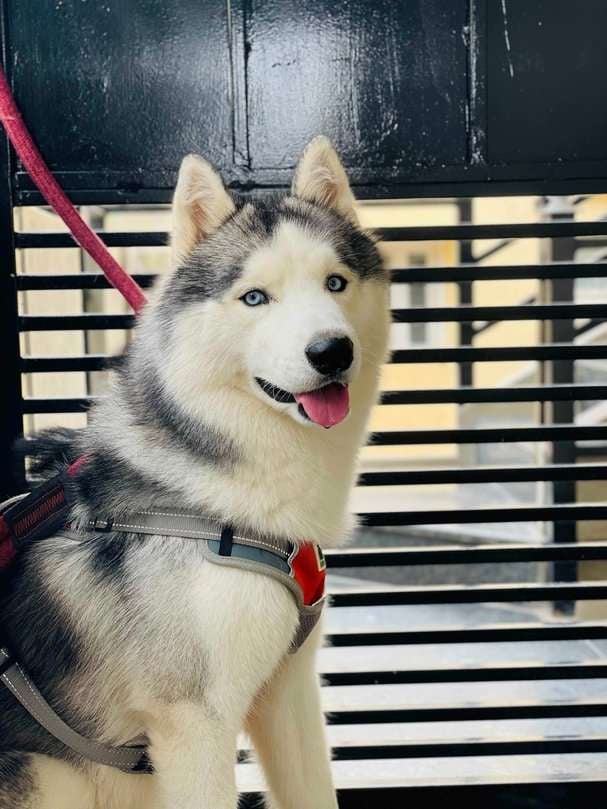 Siberian Husky Dogs For Mating In Bangalore