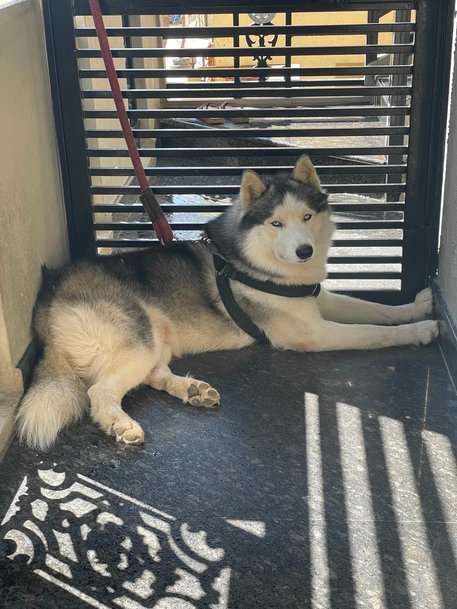 Siberian Husky Dogs For Mating In Bangalore