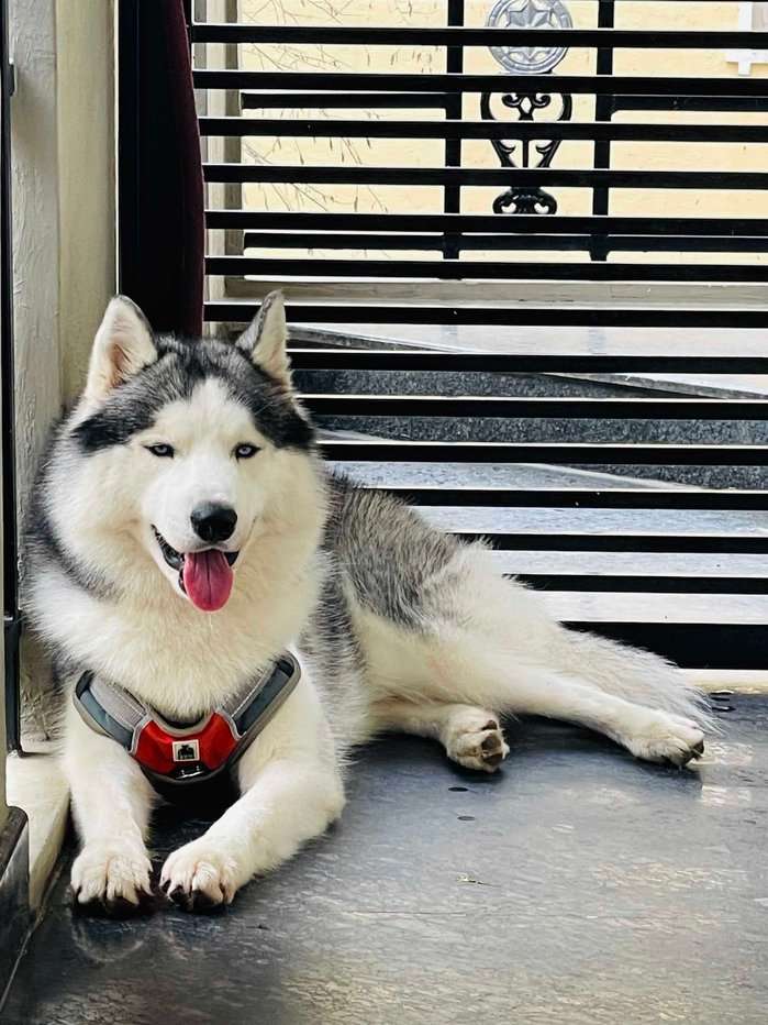 Siberian Husky Dogs For Mating In Bangalore