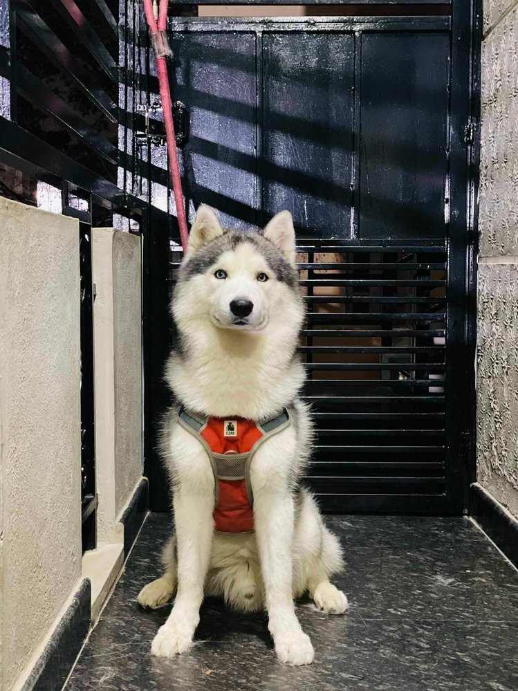Siberian Husky Dogs For Mating In Bangalore