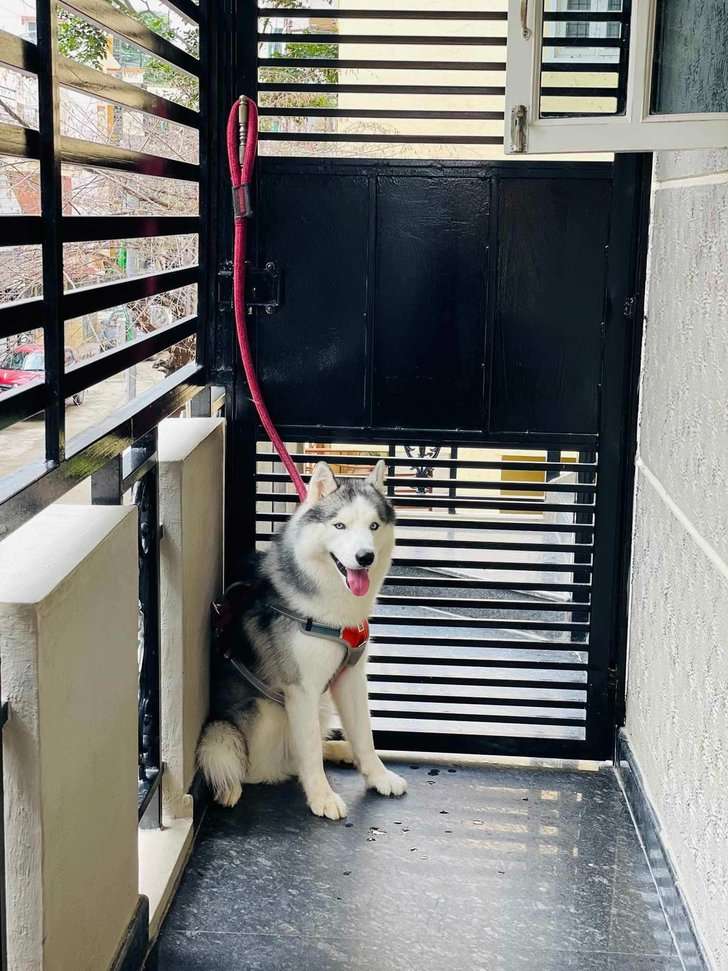 Siberian Husky Dogs For Mating In Bangalore