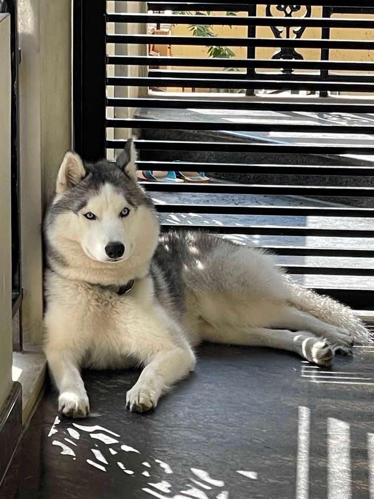 Siberian Husky Dogs For Mating In Bangalore