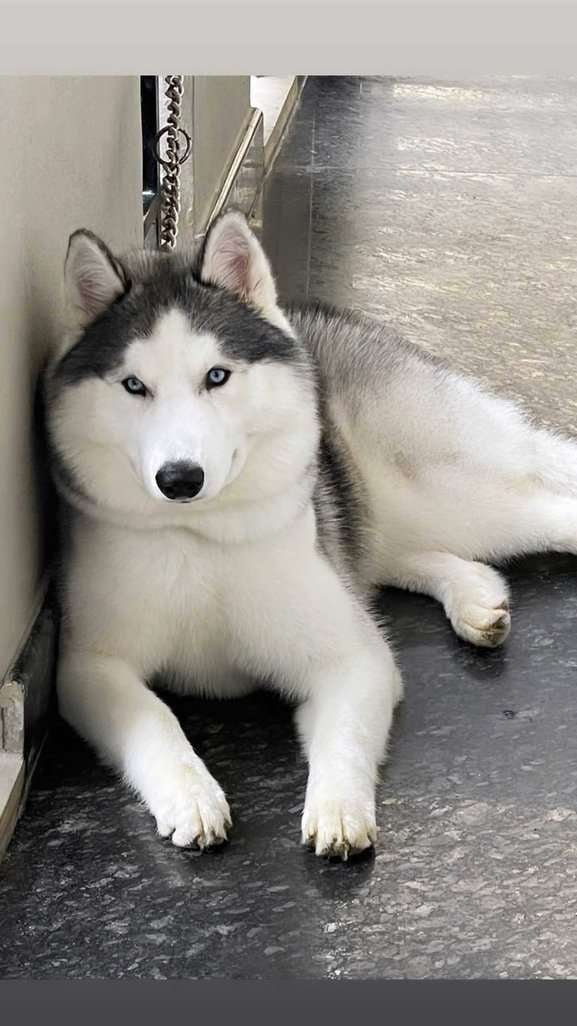 Siberian Husky Dogs For Mating In Bangalore