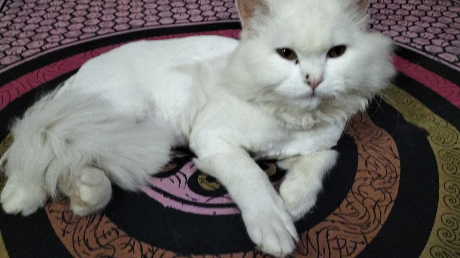 Persian Dogs For Mating In Delhi