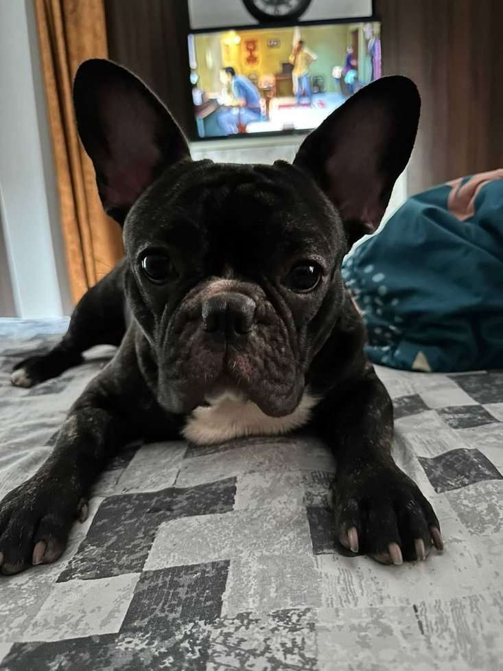 French Bulldog For Sale In Noida