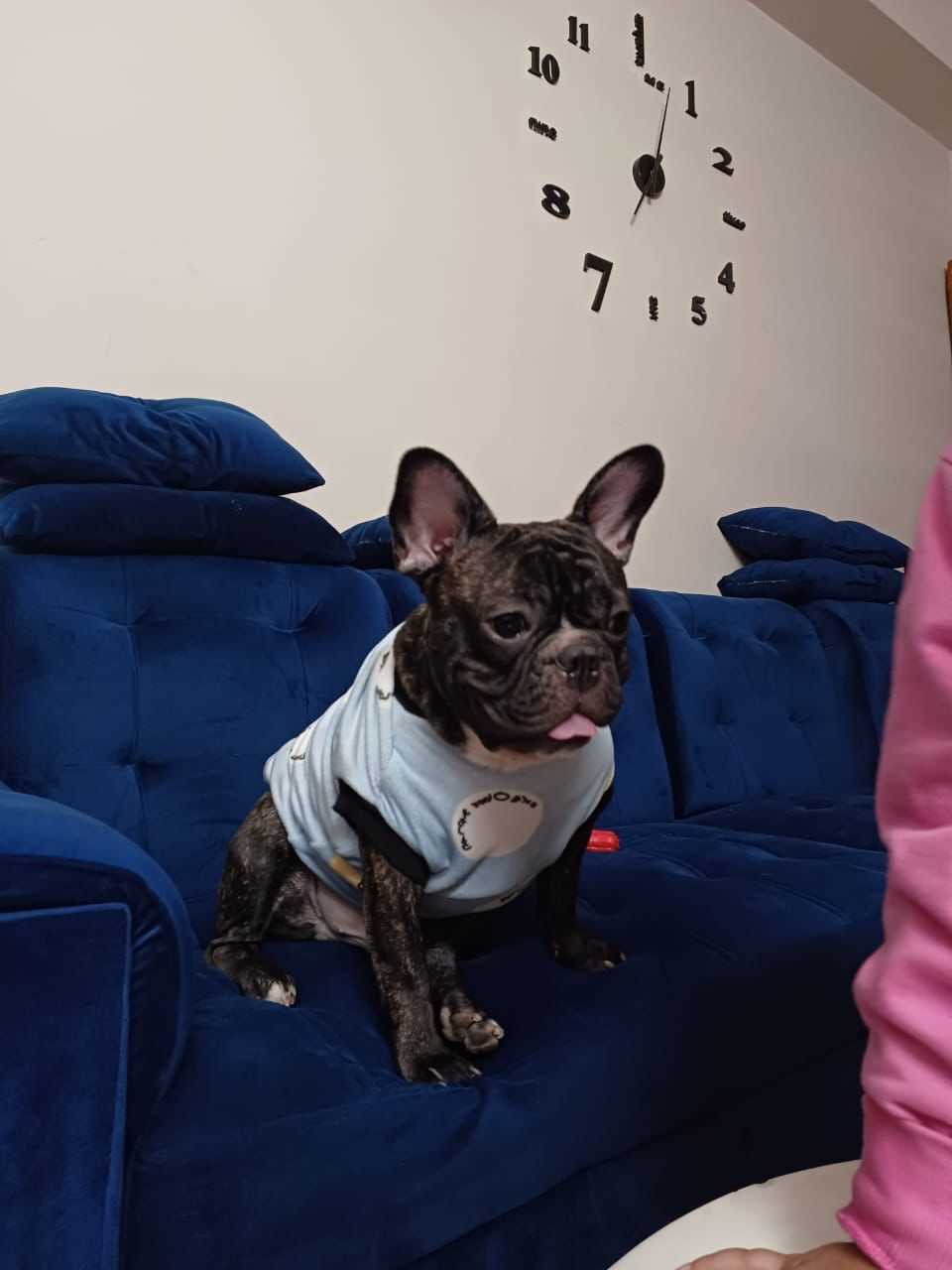 French Bulldog For Sale In Noida
