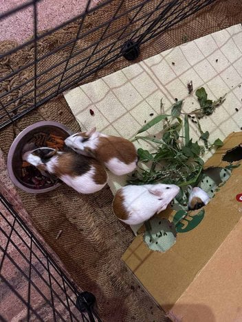 Guinea Pigs For Adoption In Madurai