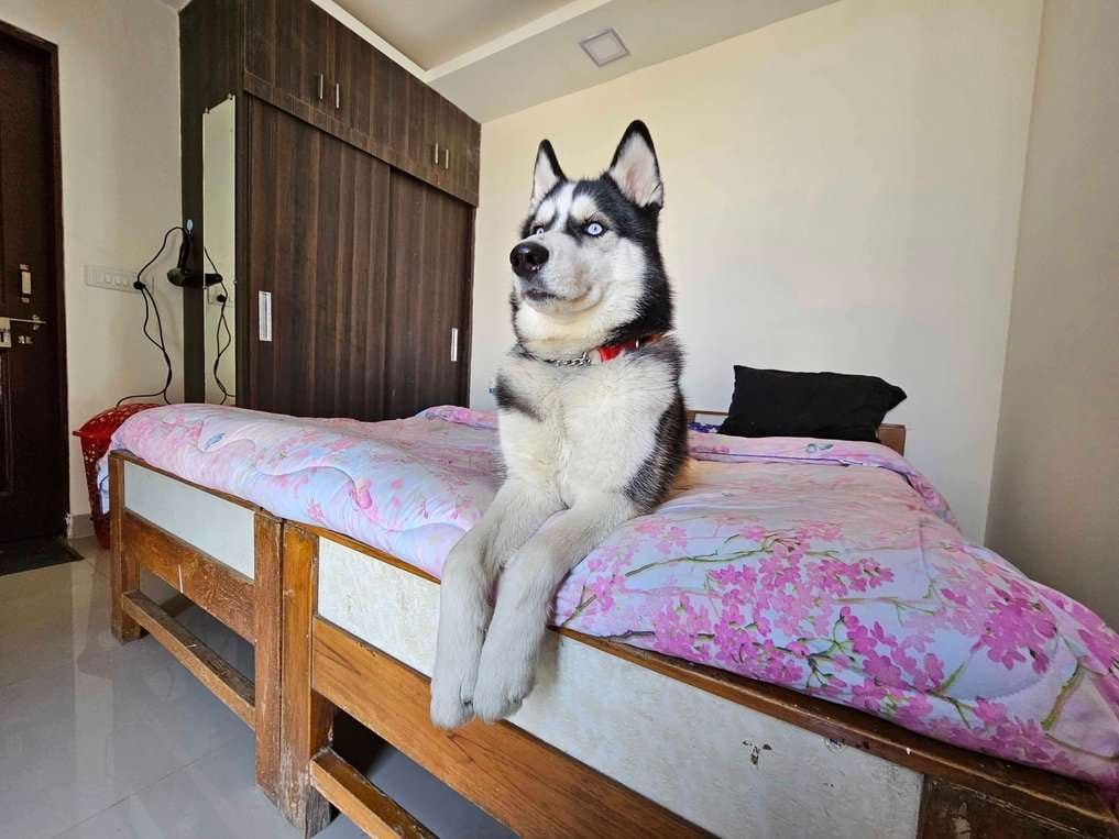 Siberian Husky Dogs For Mating In Bhopal