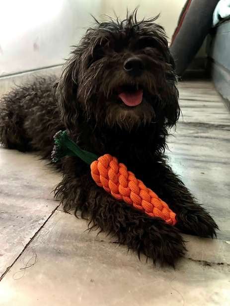Maltipoo Dogs For Mating In Mumbai