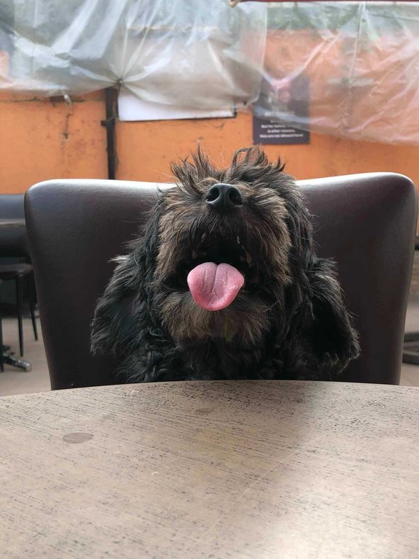 Maltipoo Dogs For Mating In Mumbai