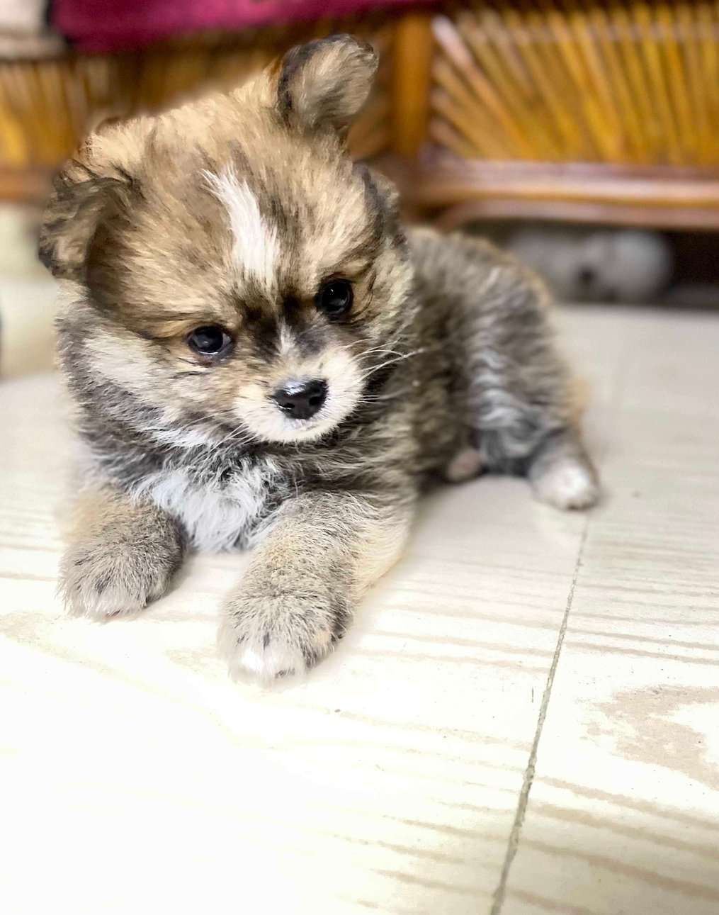 Pomeranian For Sale In Hyderabad
