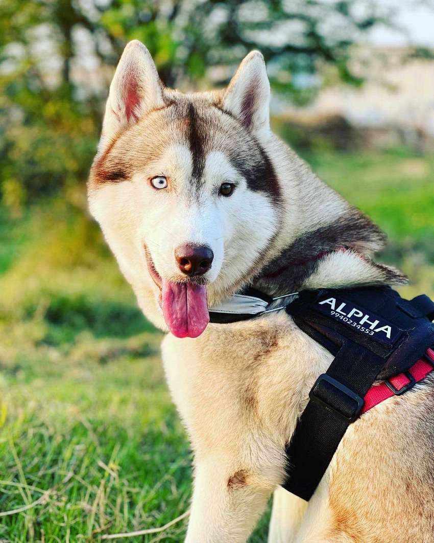 Siberian Husky Dogs For Mating In Chennai