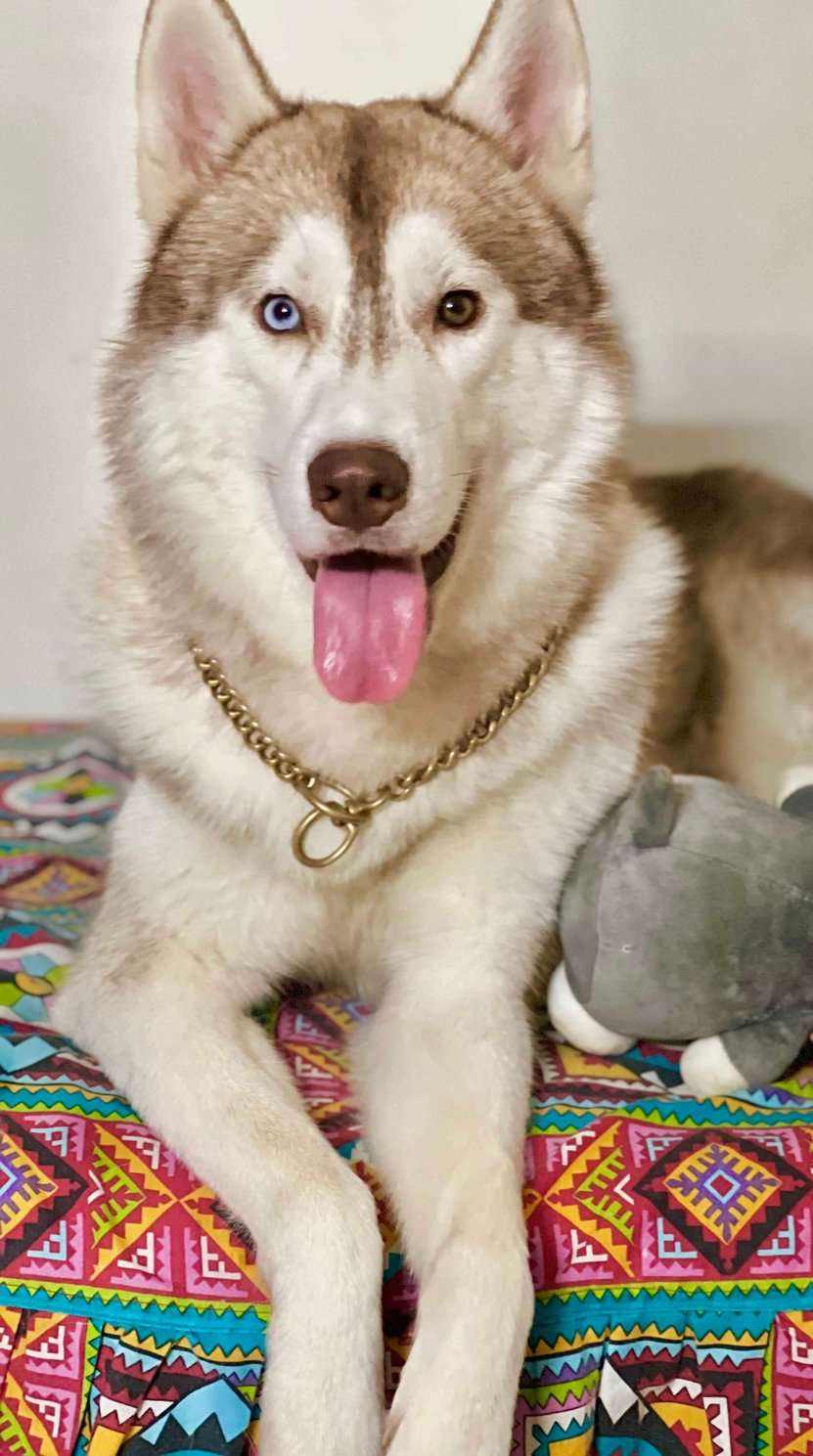 Siberian Husky Dogs For Mating In Chennai
