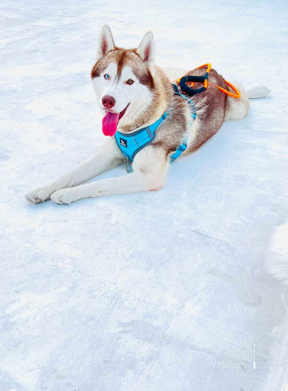 Siberian Husky Dogs For Mating In Chennai