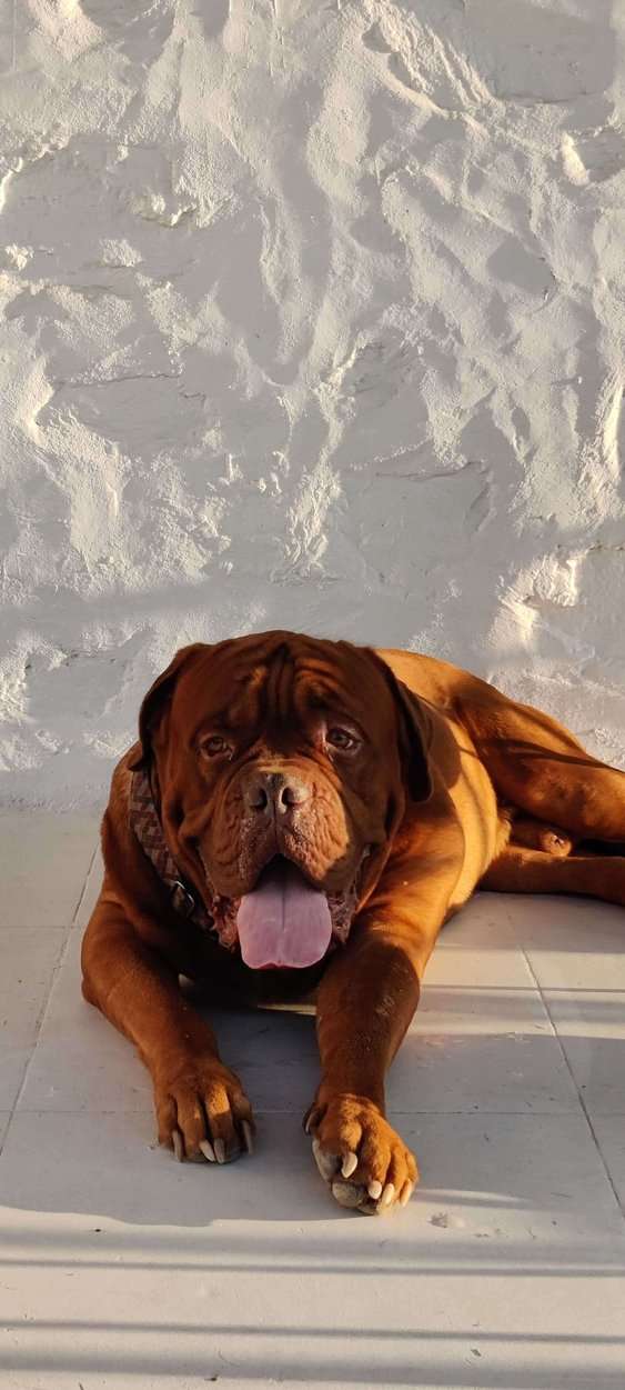 French Mastiff Dogs For Mating In Jaipur