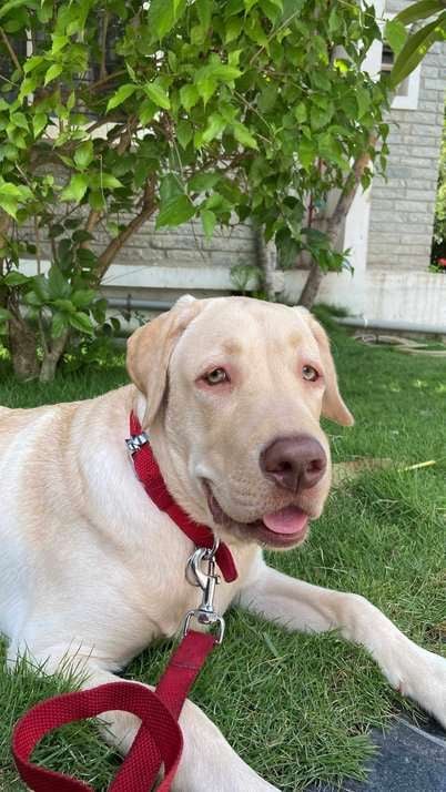 Labrador Retriever Dogs For Mating In Bangalore