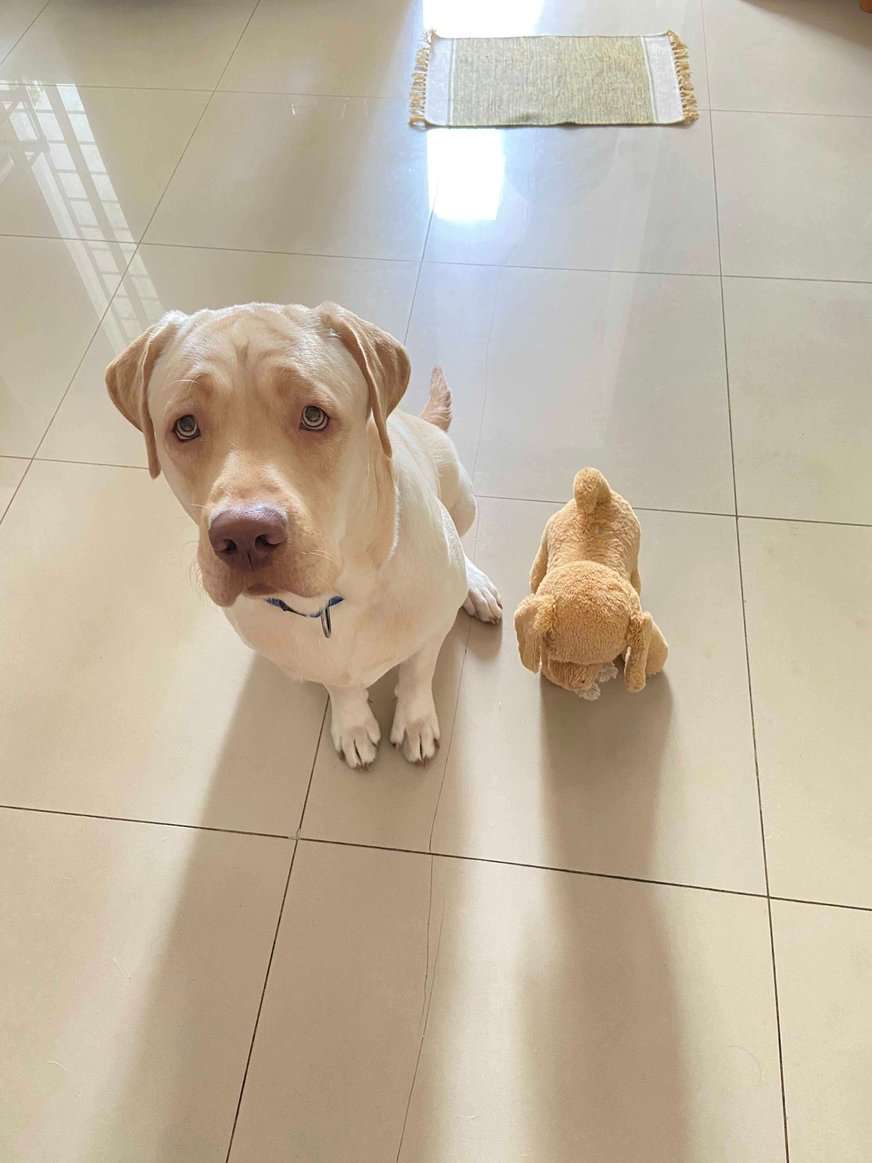 Labrador Retriever Dogs For Mating In Bangalore