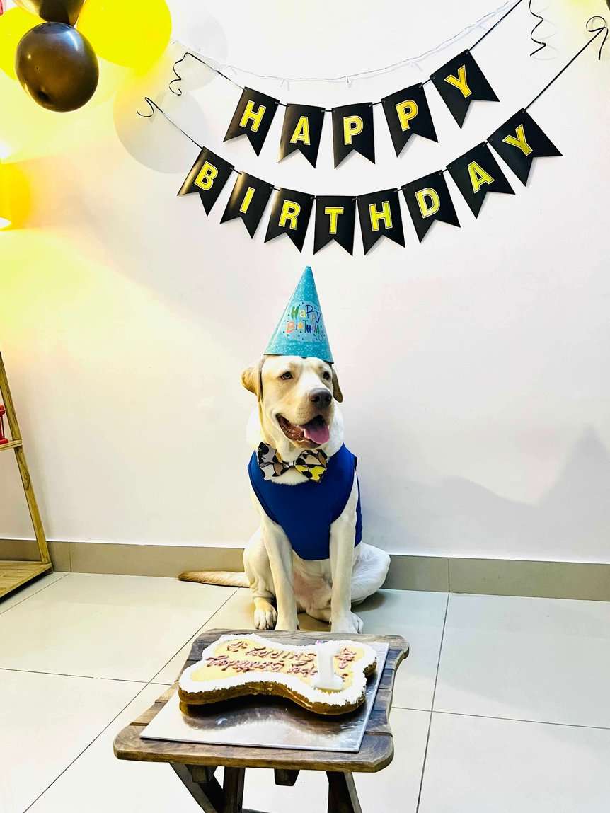 Labrador Retriever Dogs For Mating In Bangalore