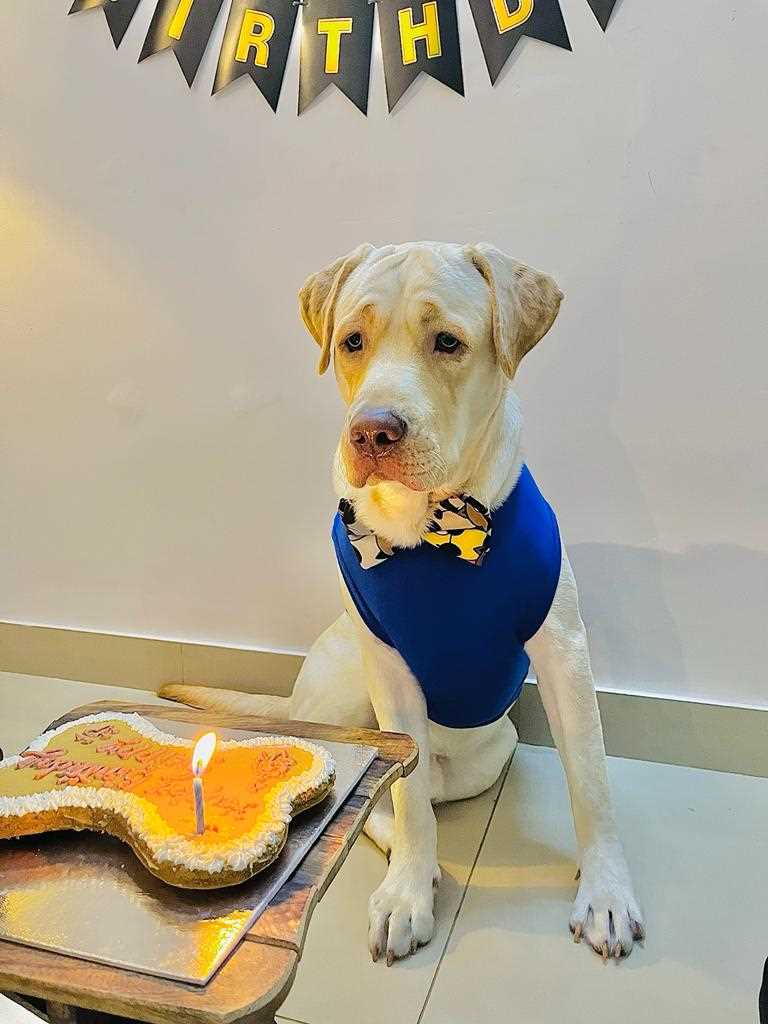 Labrador Retriever Dogs For Mating In Bangalore