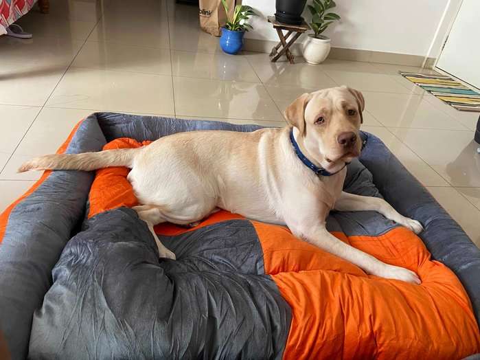 Labrador Retriever Dogs For Mating In Bangalore