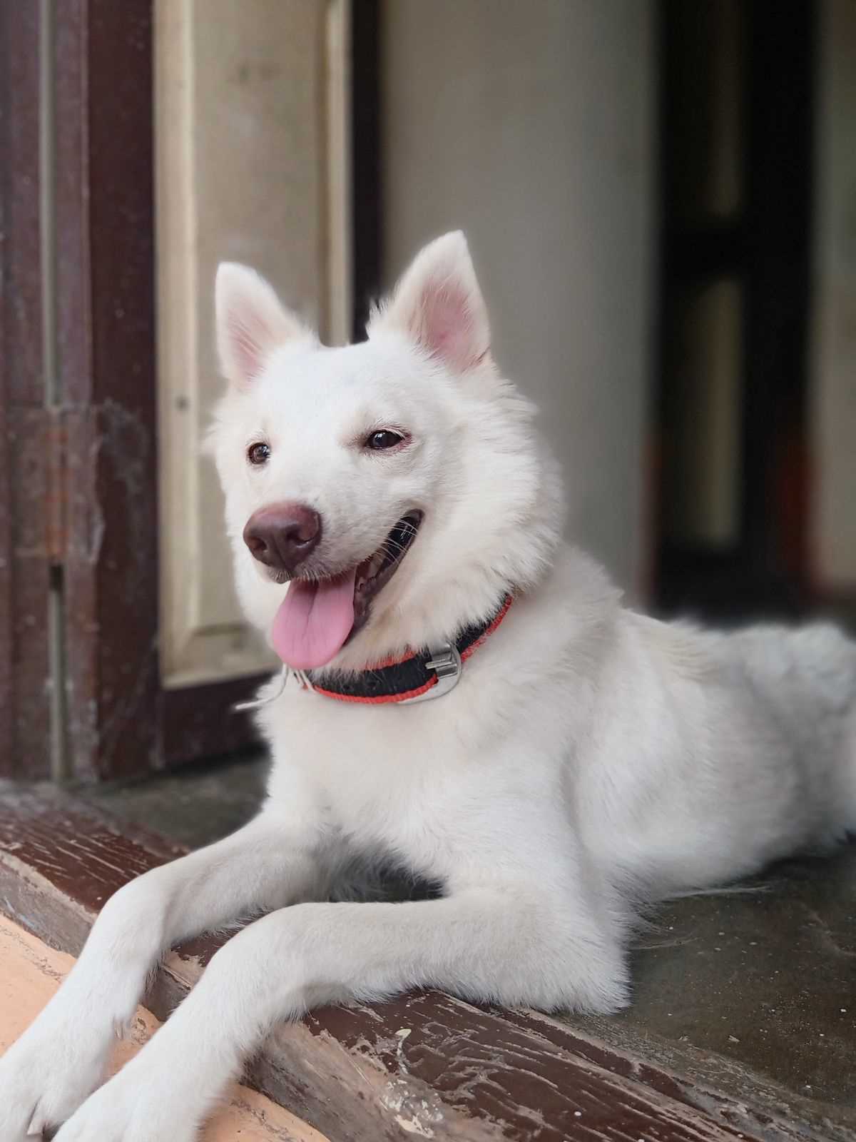 Indian Spitz Dogs For Mating In Chennai
