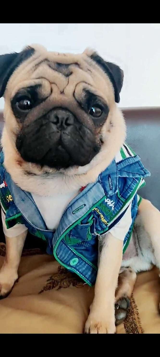 Pug Dogs For Mating In Gurgaon