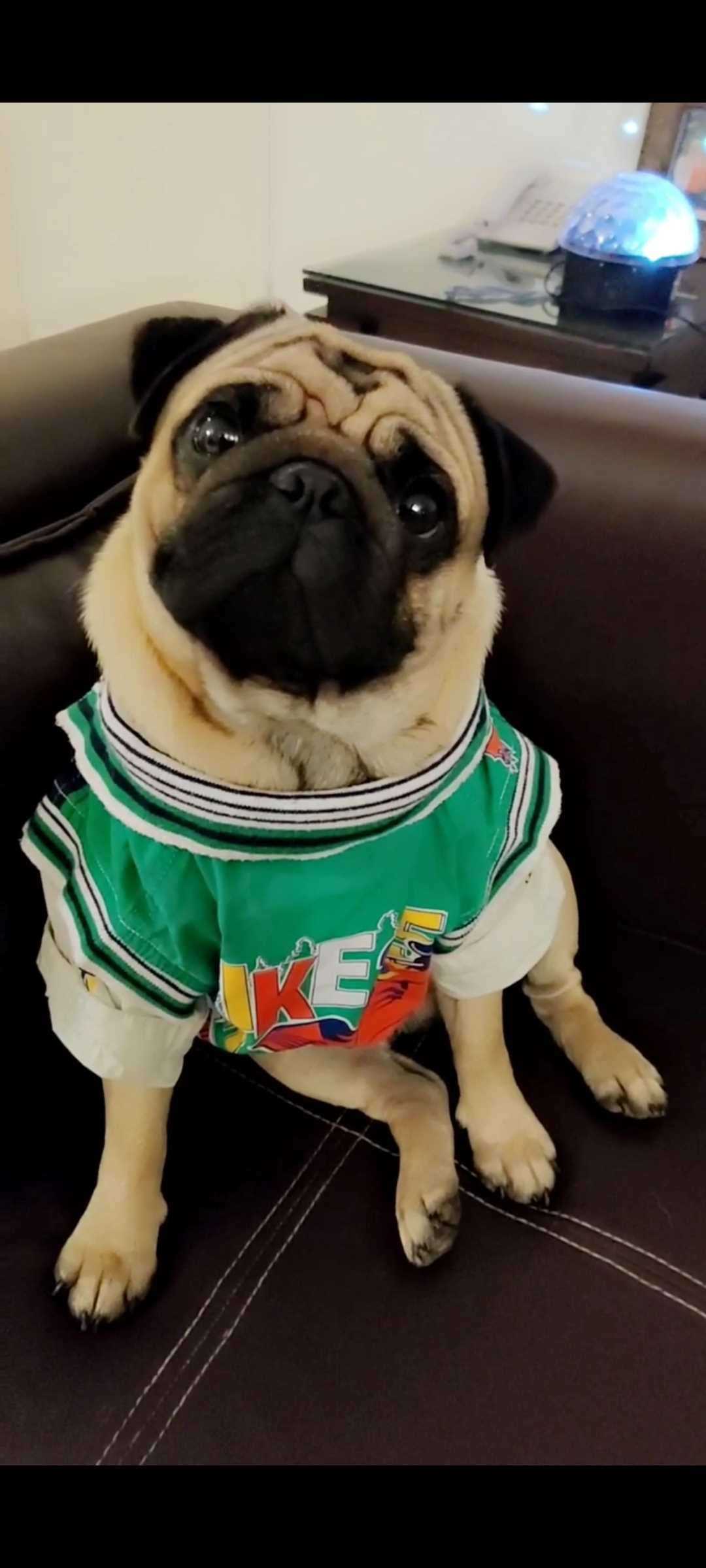 Pug Dogs For Mating In Gurgaon