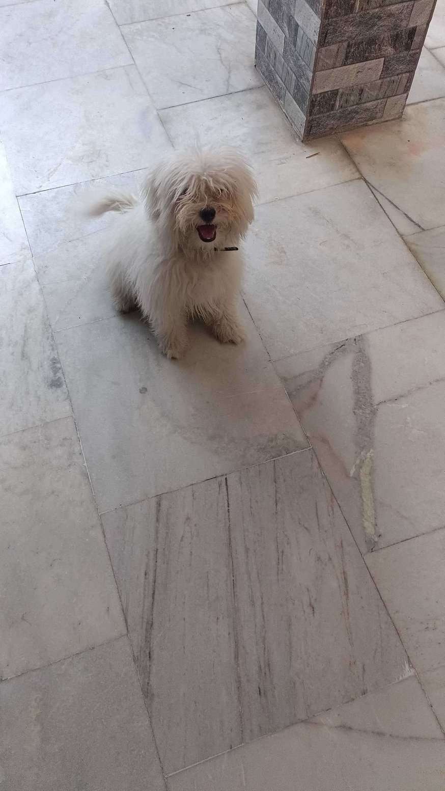 Lhasapoo For Sale In Hyderabad