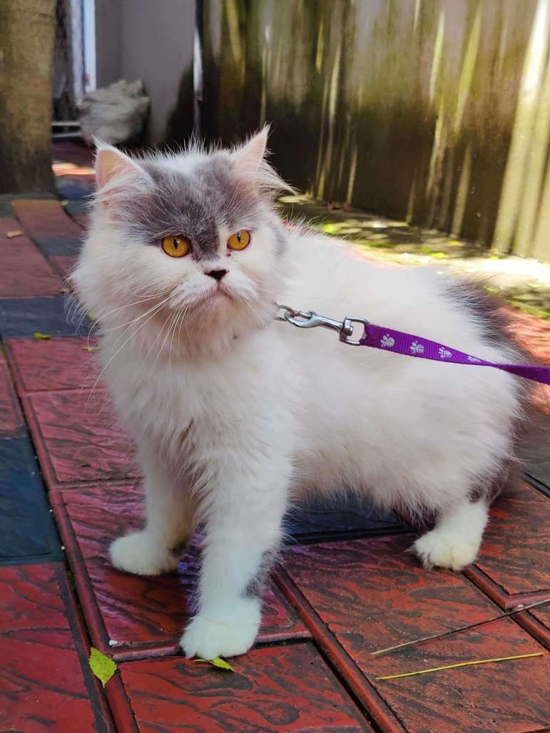 Persian For Sale In Ernakulam