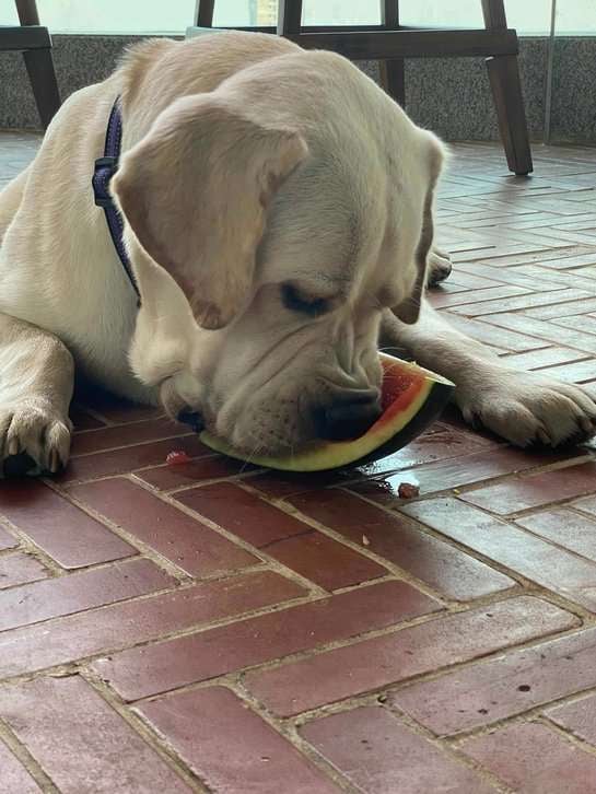 Labrador Retriever Dogs For Mating In Mumbai