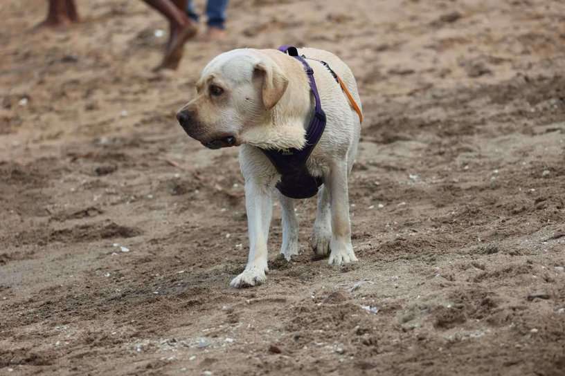 Labrador Retriever Dogs For Mating In Mumbai