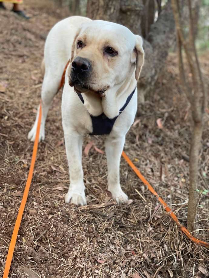 Labrador Retriever Dogs For Mating In Mumbai