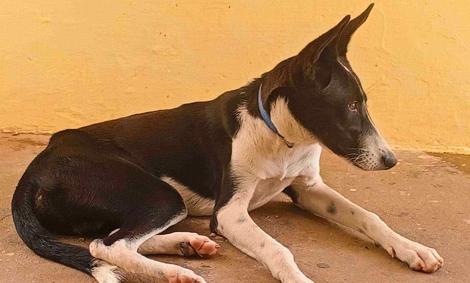Indian Breed For Adoption In Tirunelveli