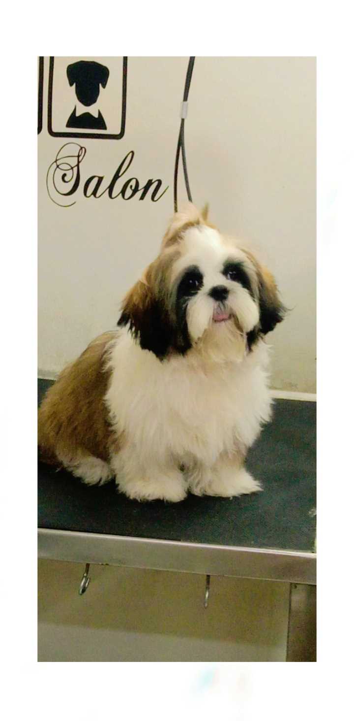 Shih Tzu Dogs For Mating In Pune