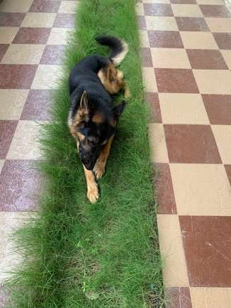 German Shepherd Dogs For Mating In Bangalore