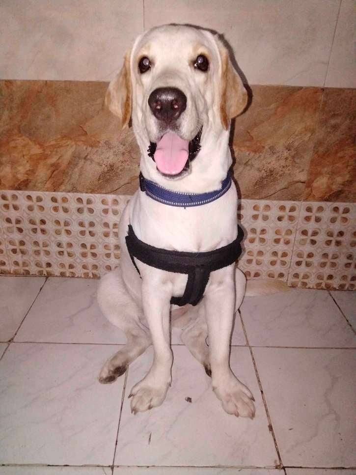 Labrador Retriever Dogs For Mating In Thane