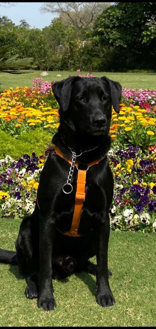 Labrador Retriever Dogs For Mating In Delhi