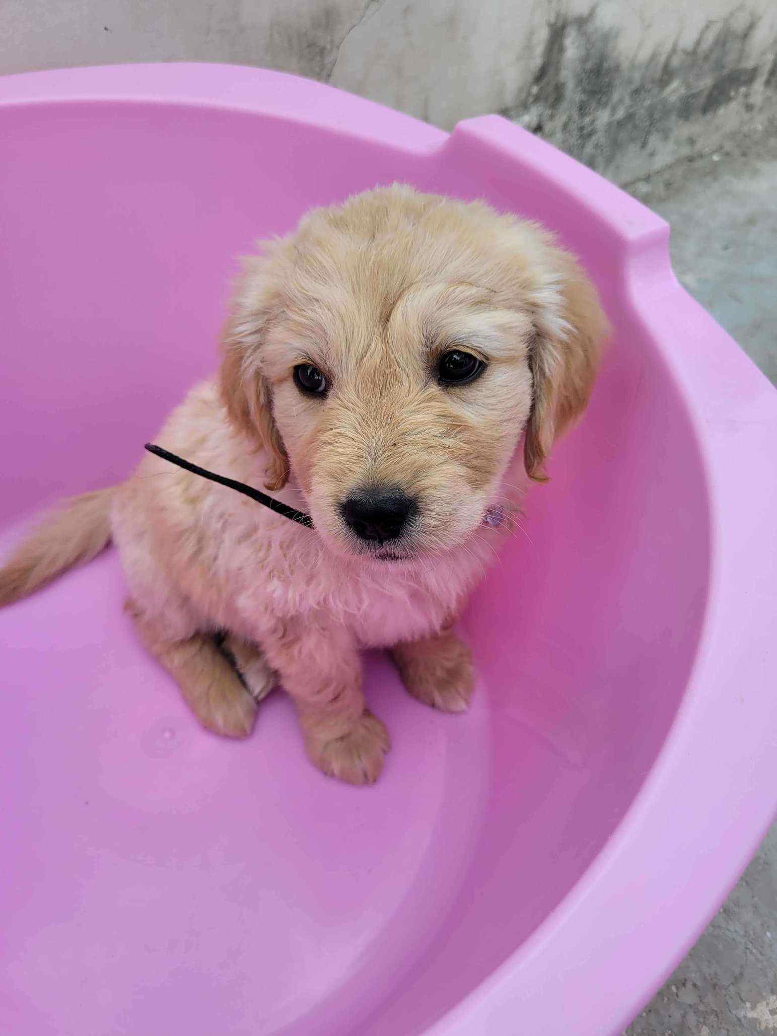 Golden Retriever For Sale In Sawai Madhopur