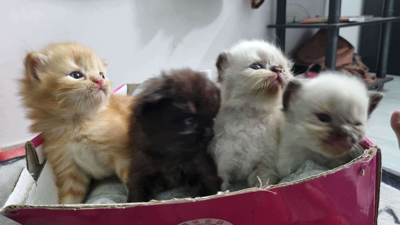 Persian For Sale In Kollam